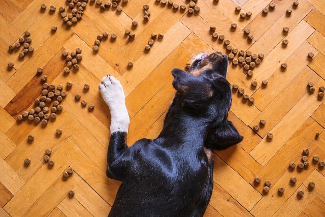 Kutyah�st tartalmaz� �llateledeleket tal�ltak