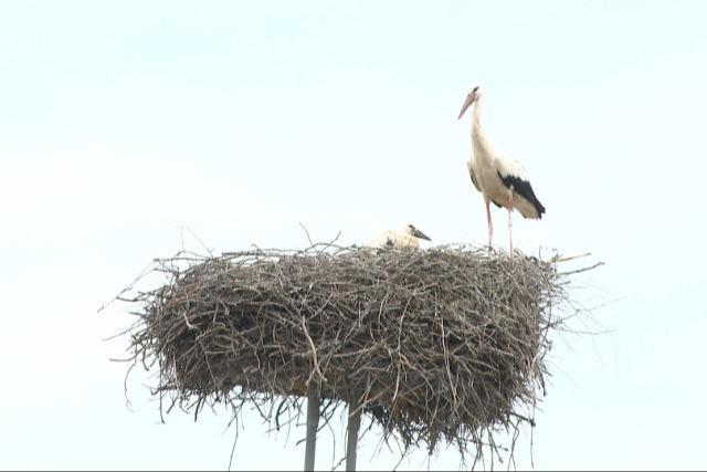 Meg�rkeztek az els� g�ly�k Magyarorsz�gra