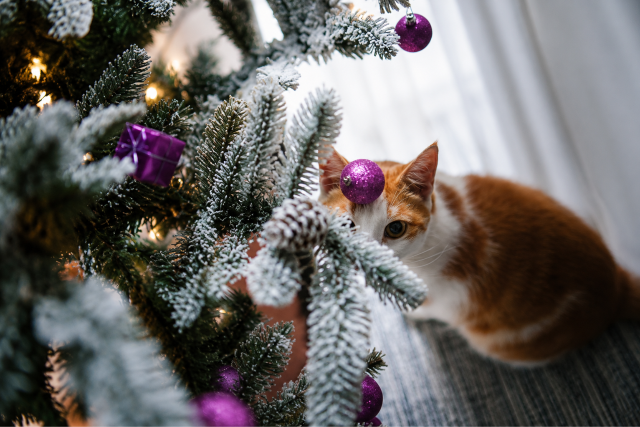 Hat tipp, hogy macskabiztos legyen a kar�csonyfa