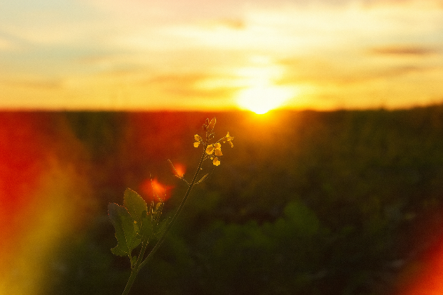 Bcs a fagyos reggelektl: Tz fokkal melegebb hajnalok orszgszerte