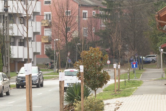 Sikeresen zárult a faültetési program Zalaegerszegen – 5 ezer helyett több mint 11 ezer csemetét ültettek Sikeresen zárult a faültetési program Zalaegerszegen – 5 ezer helyett több mint 11 ezer csemetét ültettek