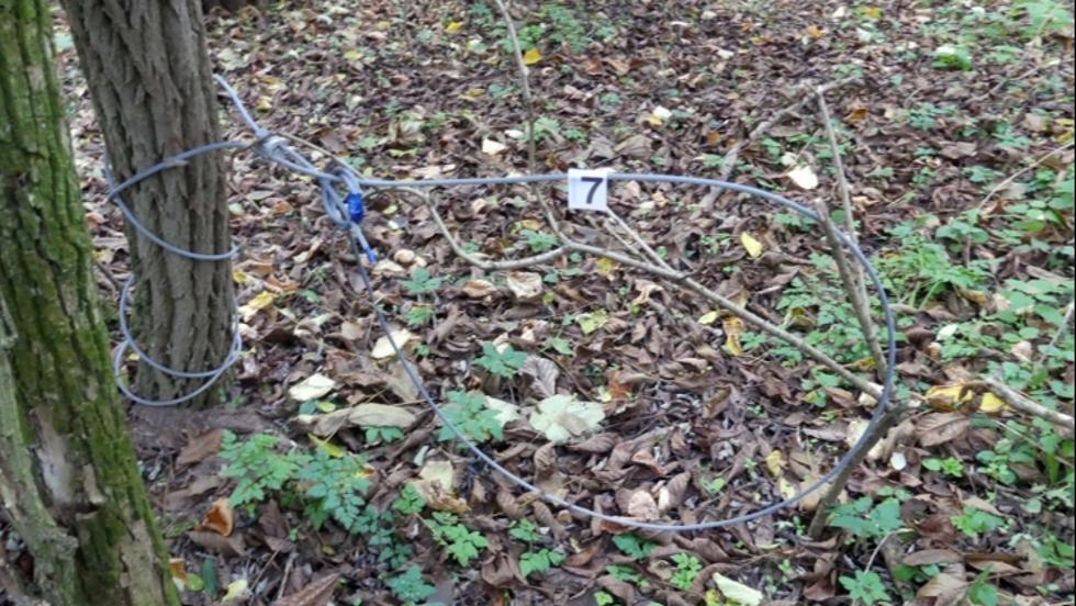 Vadkamera buktatta le a zalai orvvadászokat Vadkamera buktatta le a zalai orvvadászokat