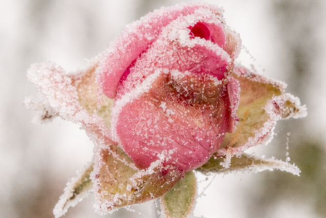 Itt a fagy: ezeket a n�v�nyeket kell k�l�n�sen v�deni a hideg ellen 