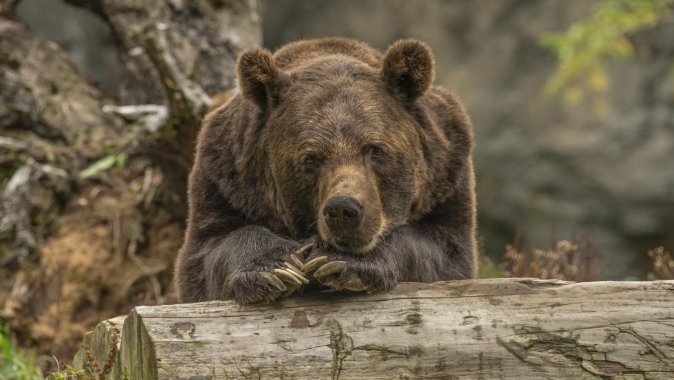 Medveveszély Zalában? Hamarosan akár itt is felbukkanhatnak Medveveszély Zalában? Hamarosan akár itt is felbukkanhatnak