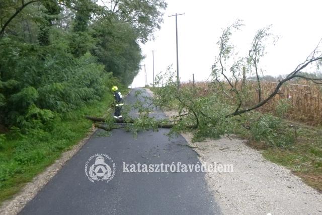 Villanyvezetékre dőlt egy fa Zalaegerszegen Villanyvezetékre dőlt egy fa Zalaegerszegen