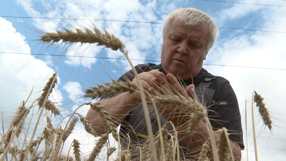 Mezőgazdasági körkép – jó minőség kerül a raktárakba Mezőgazdasági körkép – jó minőség kerül a raktárakba