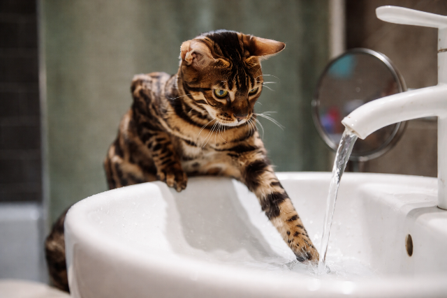 Sz�ks�ges-e f�rdetni a macsk�kat? �s ha igen, hogyan?