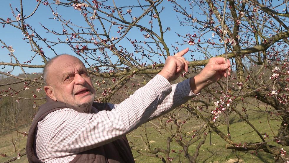Komoly károkat okozhat a márciusi fagy Komoly károkat okozhat a márciusi fagy