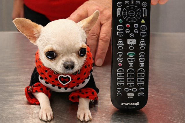 Bemutatjuk Pearl-t, a vil�g legkisebb kuty�j�t!