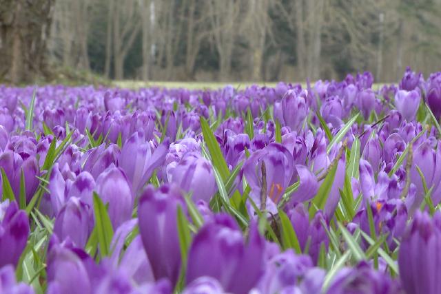 Vir�gzik a k�rp�ti s�fr�ny