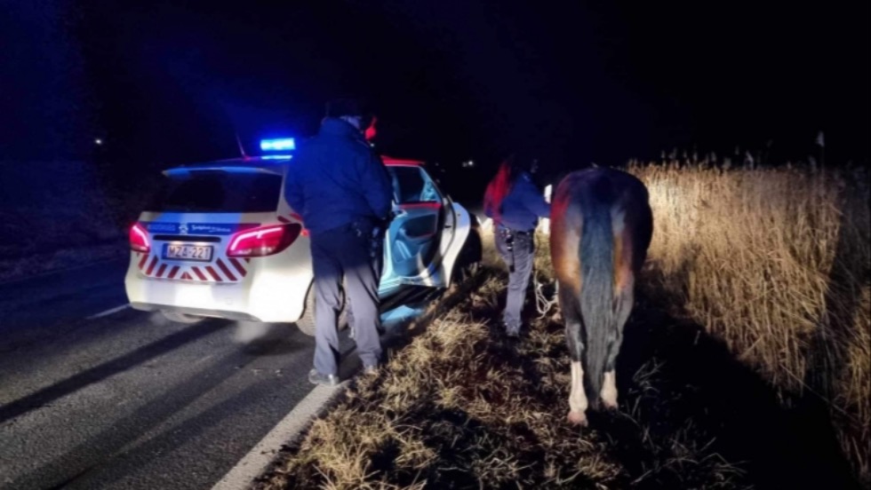 55 kilométert gyalogolt a Zalában lopott versenylóval 55 kilométert gyalogolt a Zalában lopott versenylóval