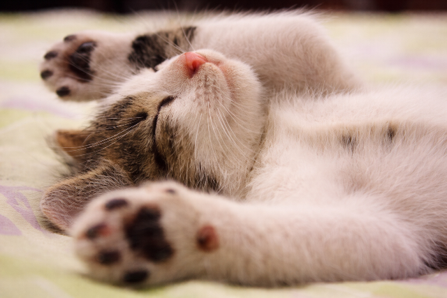 Macsk�ira hagyta h�z�t �s minden vagyon�t az id�s h�lgy