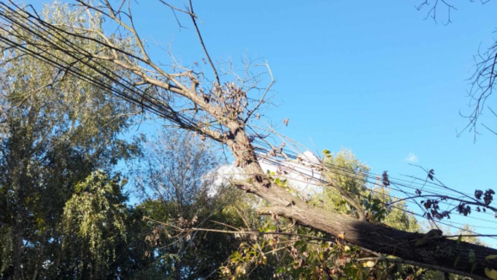 Villanyvezetékre dőlt egy fa Zalaegerszegen Villanyvezetékre dőlt egy fa Zalaegerszegen