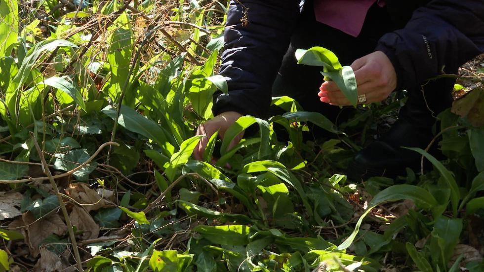 Medvehagyma napok kezdődnek Csácsbozsokon Medvehagyma napok kezdődnek Csácsbozsokon
