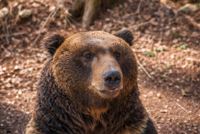 Mici �s Ursula nem ijedt meg az �rny�k�t�l