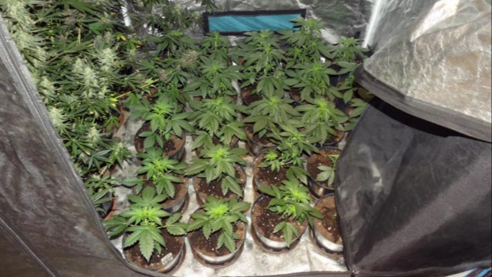 Folyosón nevelt kannabiszt a zalai férfi Folyosón nevelt kannabiszt a zalai férfi