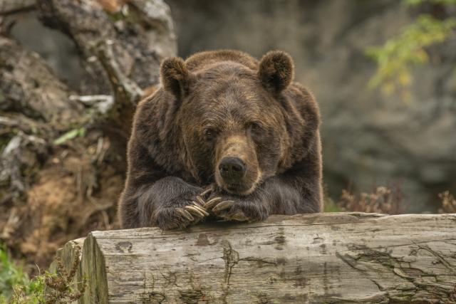 Medveveszély Zalában? Hamarosan akár itt is felbukkanhatnak Medveveszély Zalában? Hamarosan akár itt is felbukkanhatnak