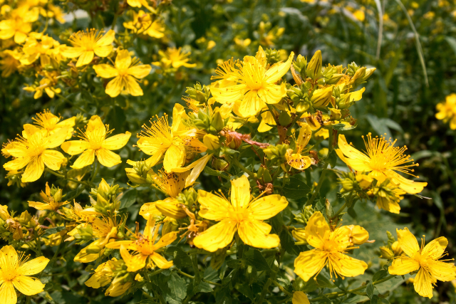 A gy�gyn�v�ny, ami megnyugtatja �s jav�tja a hangulatot