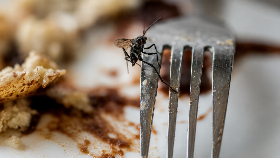 Vegyszermentes trükk: többé nem lepik el a legyek a konyhát Vegyszermentes trükk: többé nem lepik el a legyek a konyhát