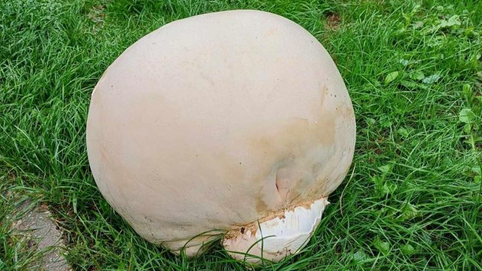 Gigantikus gomba termett Zalában Gigantikus gomba termett Zalában