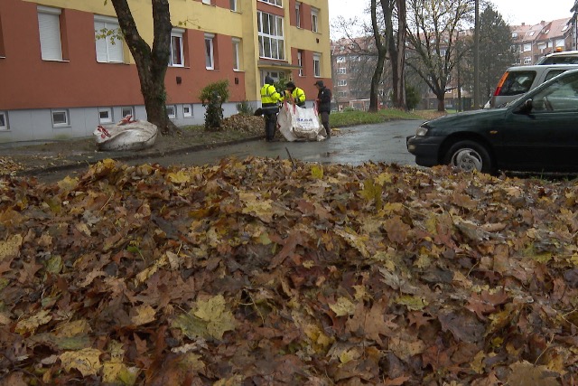 Decemberben is gyűjtik a faleveleket Zalaegerszegen Decemberben is gyűjtik a faleveleket Zalaegerszegen