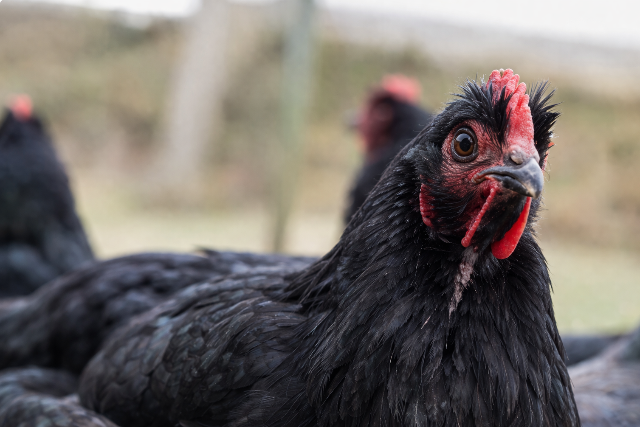 N�bih: megsz�ntek a mad�rinfluenza miatti korl�toz�sok Magyarorsz�gon