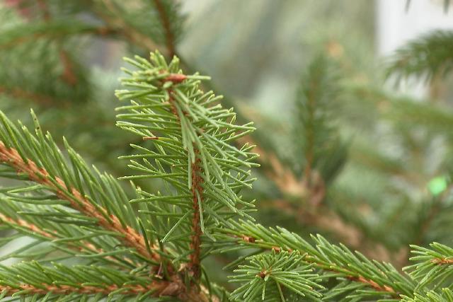 10 ezer forintot is elkrnek a fenyfk mterrt idn