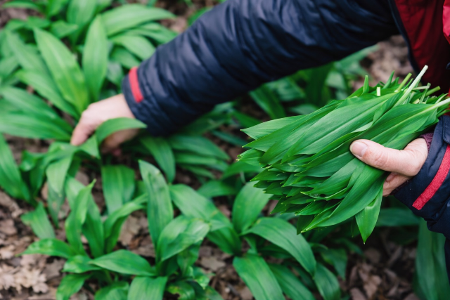 �gy szel�d�tse meg a medvehagyma �z�t, ha t�l er�snek �rzi!