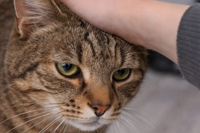 H�rom �v eltelt�vel ker�lt el� Mischief, a pajkos cica