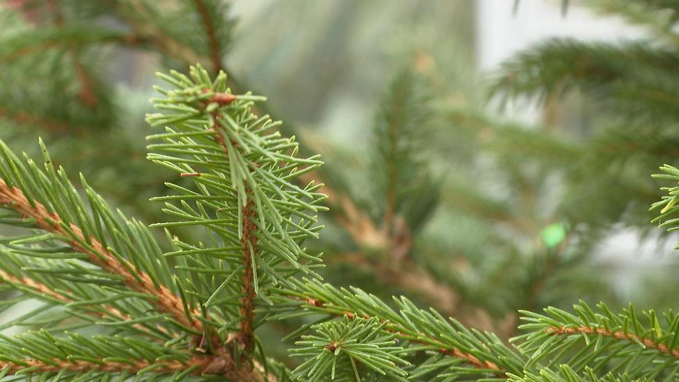 10 ezer forintot is elkérnek a fenyőfák méteréért idén
10 ezer forintot is elkérnek a fenyőfák méteréért idén
