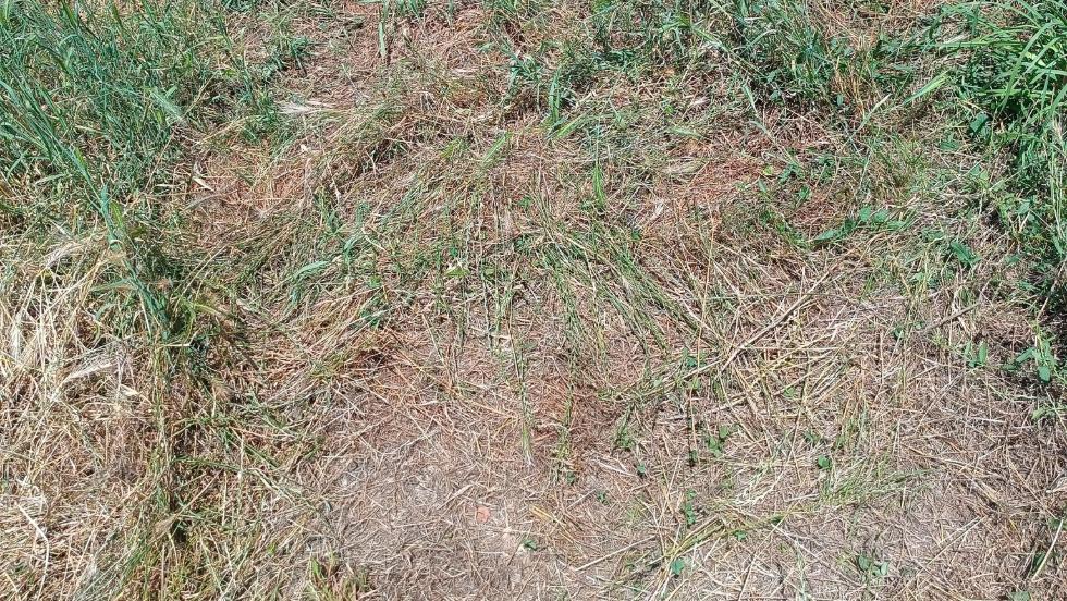 Brutális állatkínzás Bocföldén: élve temette el a kutyáját Brutális állatkínzás Bocföldén: élve temette el a kutyáját
