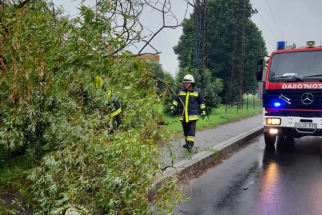 Járdára és úttestre dőlt egy fa Zalaegerszegen Járdára és úttestre dőlt egy fa Zalaegerszegen