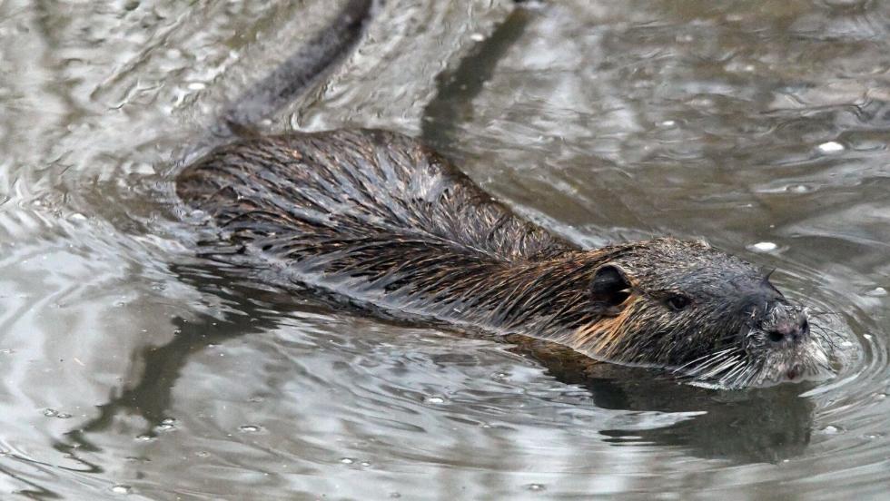 Gyérítik a kegyetlen rágcsálókat Zalában Gyérítik a kegyetlen rágcsálókat Zalában
