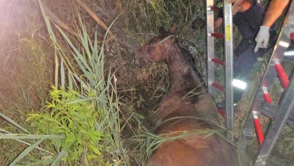 Lovat mentettek a zalaegerszegi tűzoltók Lovat mentettek a zalaegerszegi tűzoltók