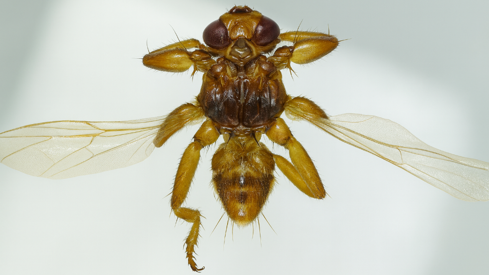 Újfajta rovarfajt azonosítottak Magyarországon Újfajta rovarfajt azonosítottak Magyarországon