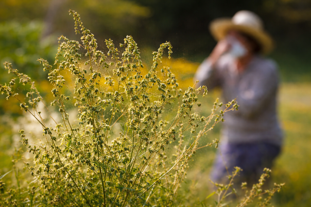 Elindult az idei pollenszezon, egyre t�bb embern�l jelentkezhetnek allergi�s t�netek