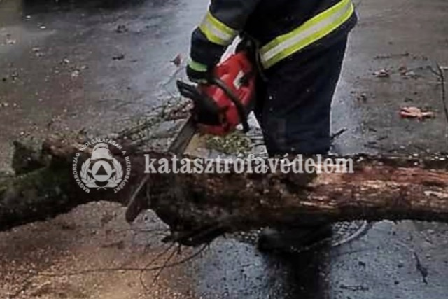 Úttestre dőlt fa okozott forgalmi akadályt Zalaegerszegen Úttestre dőlt fa okozott forgalmi akadályt Zalaegerszegen