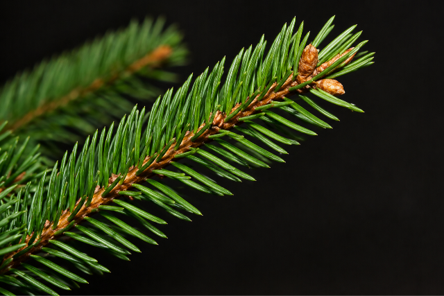 A kl�mav�ltoz�s el�rehalad�s�t jelzi a lucfeny�k gyorsul� pusztul�sa Magyarorsz�gon