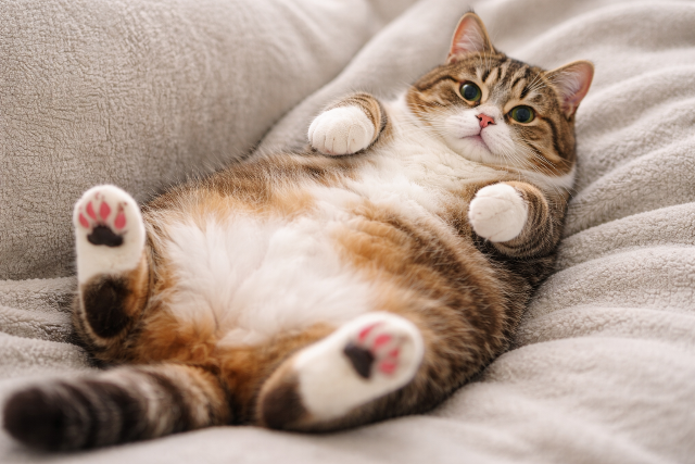 Gazd�ra tal�lt a vil�g legk�v�rebb macsk�ja, Patches