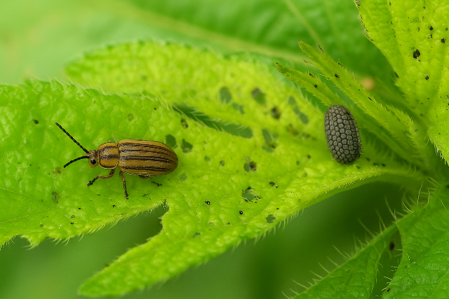 Allergi�sok, figyelem: megtal�lt�k a parlagf� ellenszer�t