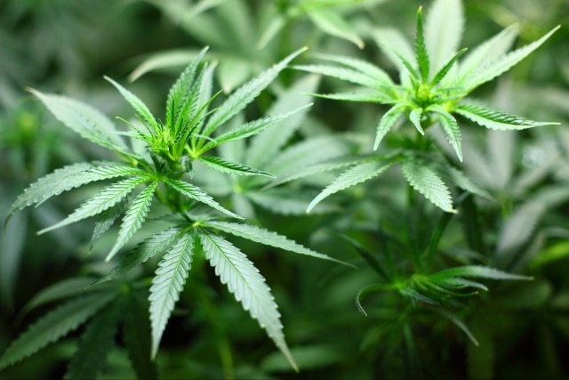 Postai kézbesítéssel rendelte a kannabisz magokat a zalai férfi Postai kézbesítéssel rendelte a kannabisz magokat a zalai férfi