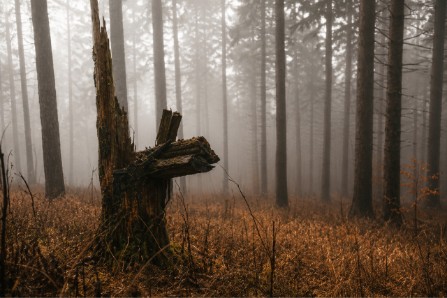 Sokkol� r�szletek a megl�tt t�r�z�r�l