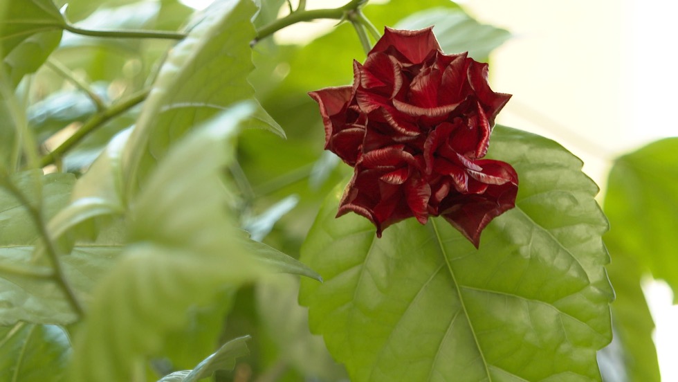 Ajndk hibiszkusz a Dek-knyvtrban