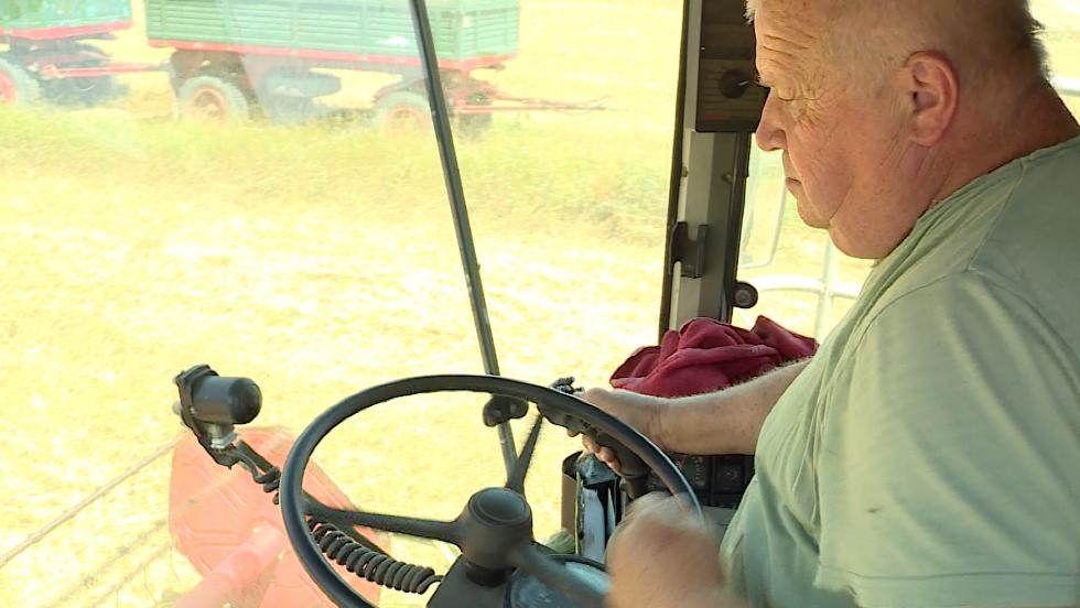 Aratják az őszi búzát Aratják az őszi búzát