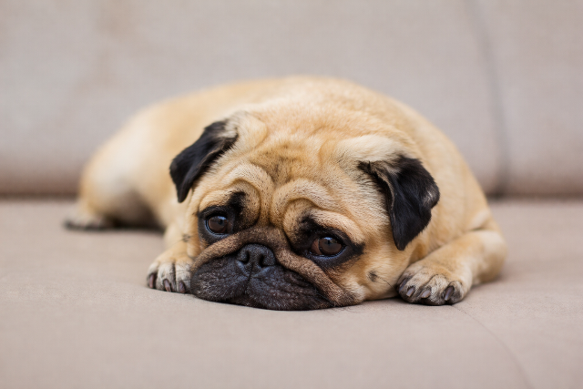 �gy seg�thet az �nbizalomhi�nyos kuty�j�n - vide�val