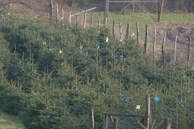 Elkezddtt a fenyfk rustsa – idn nem emelkedtek az rak