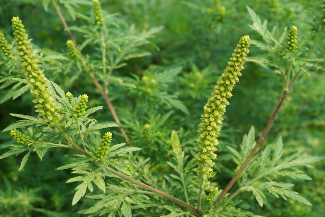 Megugrott a parlagf� koncentr�ci�ja