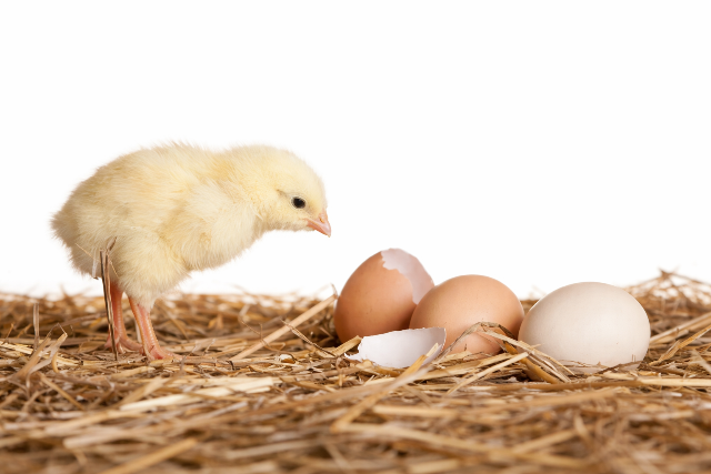 Melyik volt el�bb, a ty�k vagy a toj�s?