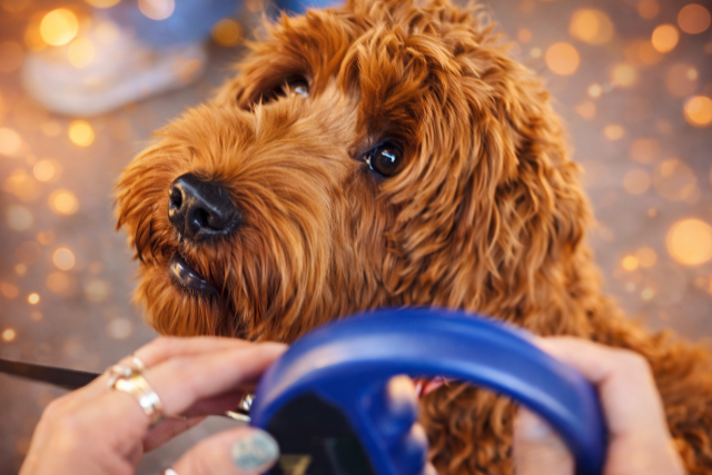 V�rj�k a benzinkutakon az elk�borolt kuty�kat