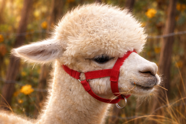 Megl�gott egy l�ma a cirkuszb�l, hogy a tengerparton s�tk�rezzen